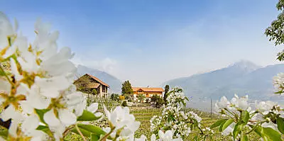 Kvetoucí jabloně na statku v Jižním Tyrolsku