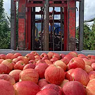 Pěstování jablek (© Renate Anna Rubner)
