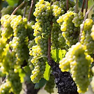 Odrůdy bílého vína v Jižním Tyrolsku