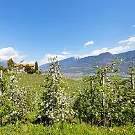 Zemědělsky využívaná plocha v Jižním Tyrolsku