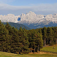 Smrk jako důležitá surovina (© Eggental Tourismus/Othmar Seehauser)