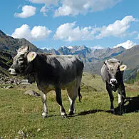 Tirolský šedý skot (© TV Passeier)
