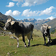 Tirolský šedý skot (© TV Passeier)