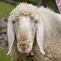 Tirolská horská ovce
