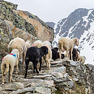 Transhumance ve Schnalsu (© Transhumanz/Peter Santer)