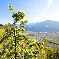 Plocha ovocných sadů Jižního Tyrolska