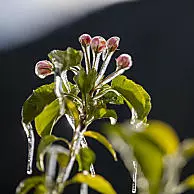 Zmrzlé květy se třpytí v úsvitu po mrazivé noci