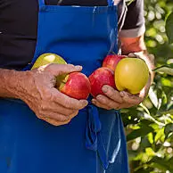 Křupavá jablka přímo ze stromu