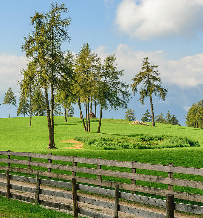 Modřínové háje na Saltenu – Jedinečná kulturní krajina