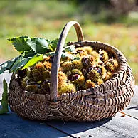 [Translate to Czech:] Südtiroler Kastanien