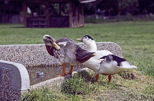 Hofbauer - Seznam Photo