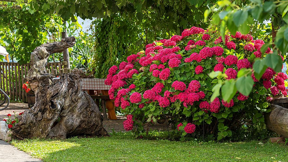 Putzenhof - Fotogalerie Photo