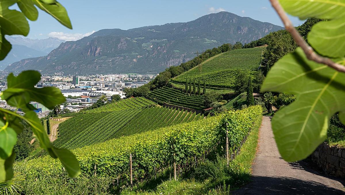 Výhled přes vinice na Bolzano