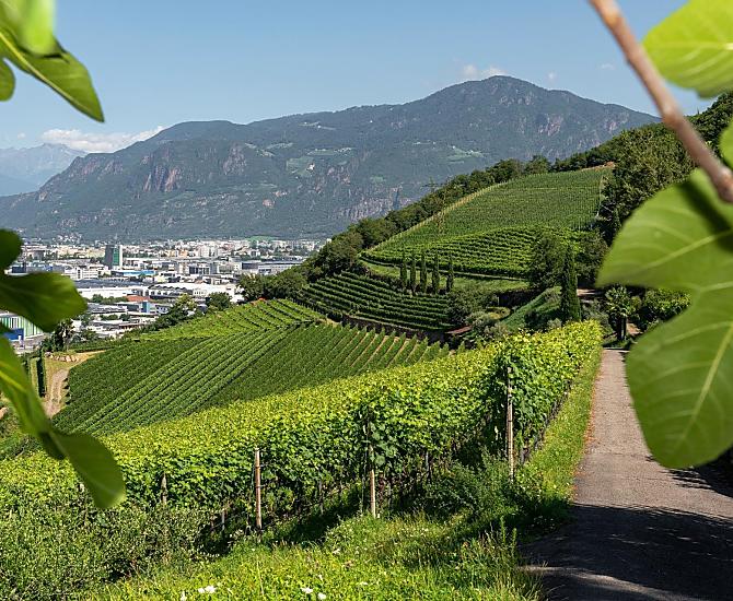 Výhled přes vinice na Bolzano
