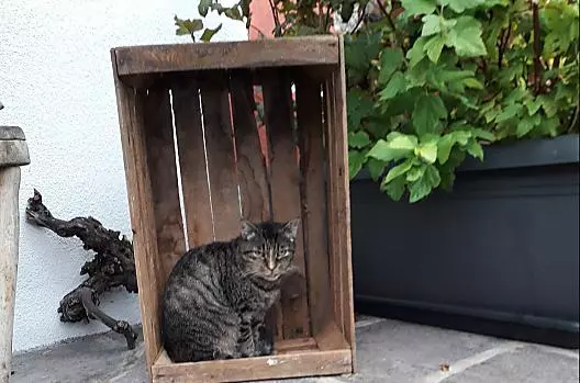 Kocka Speedy má dvur pevne v tlapkách