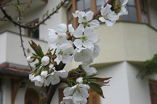 Haus Sanin - Seznam Photo