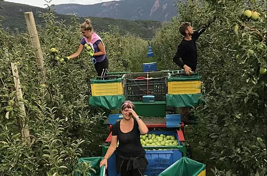 Sklizen jablek