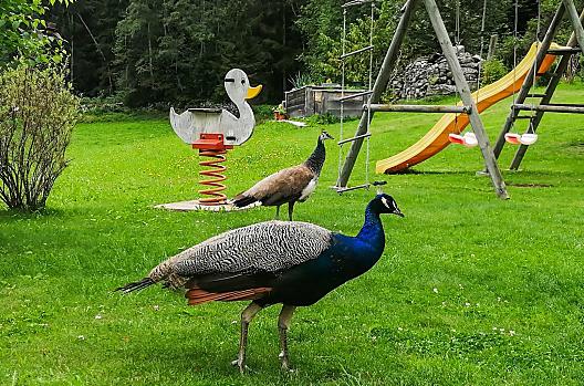Steineggerhof - Seznam Photo