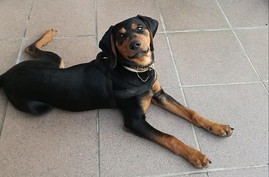 Náš Amigo se rád mazlí a má radost z každého nového hosta.