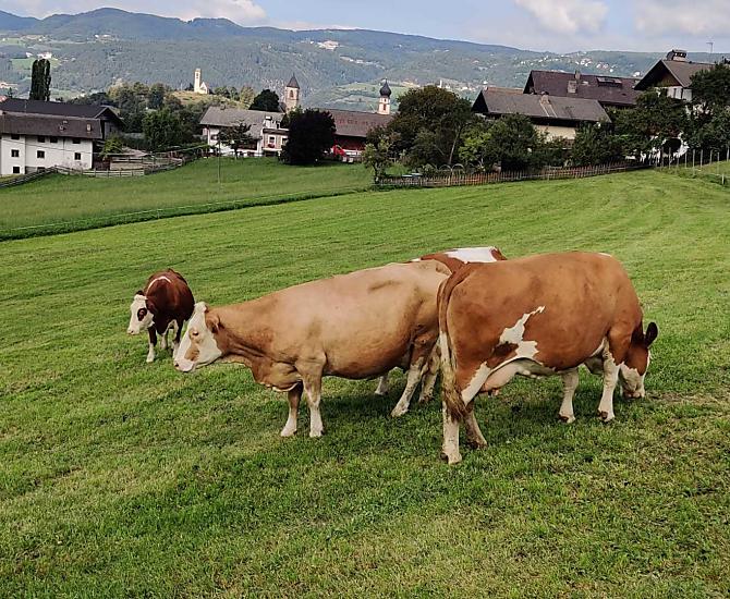 Krávy na pastvine 