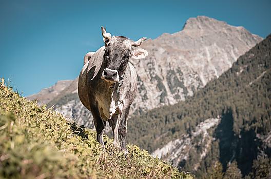 Kofler zwischen den Wänden - Seznam Photo