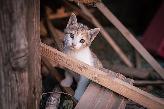 Kofler zwischen den Wänden - Seznam Photo