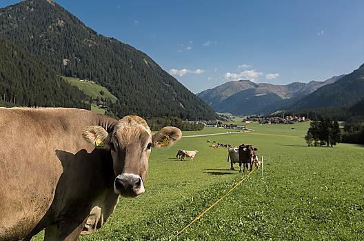 Schenkerhof - Seznam Photo