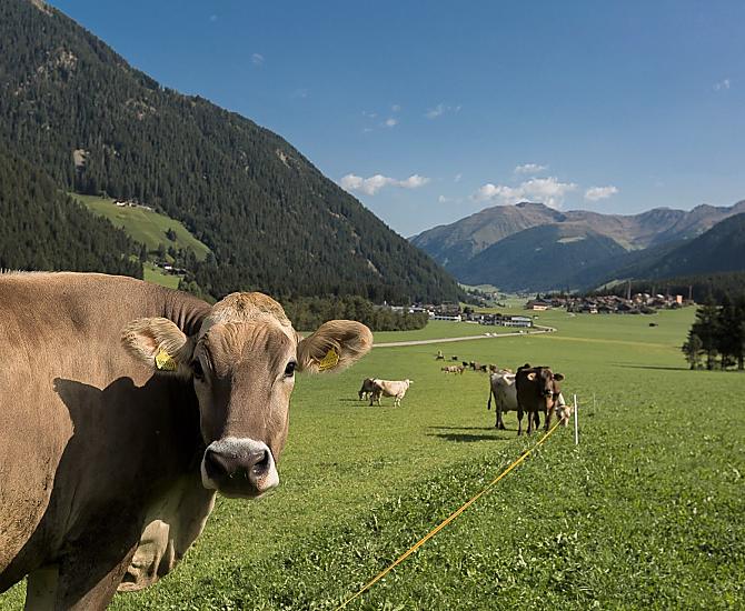 Schenkerhof - Fotogalerie Photo