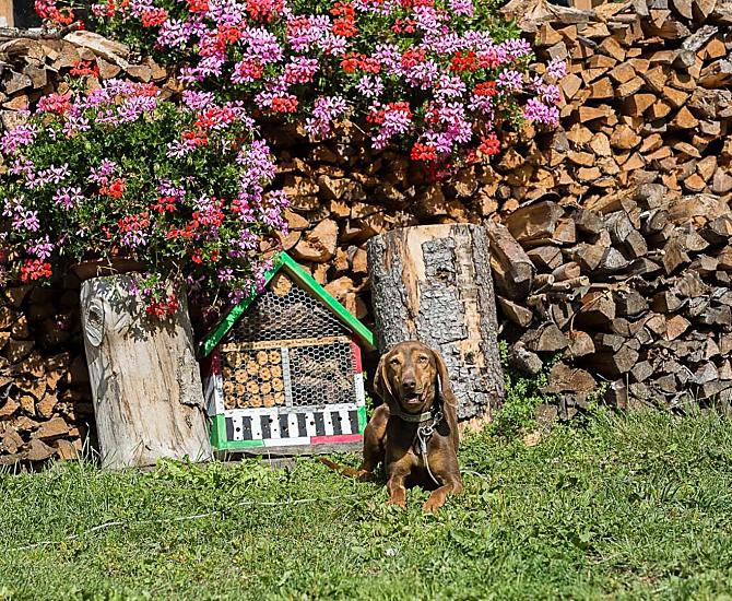 Schenkerhof - Fotogalerie Photo