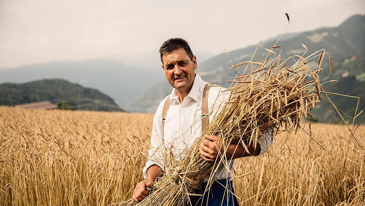 Na našich polích roste špalda a pohanka