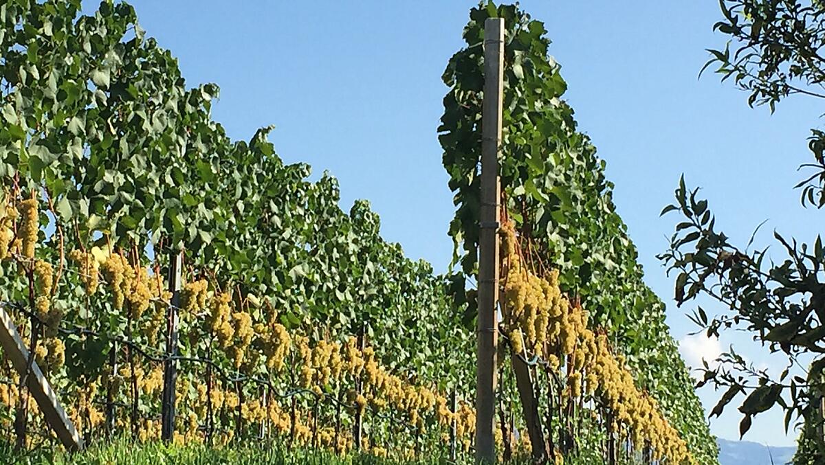 kurz vor der Weinlese im September