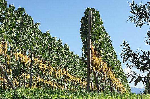 kurz vor der Weinlese im September