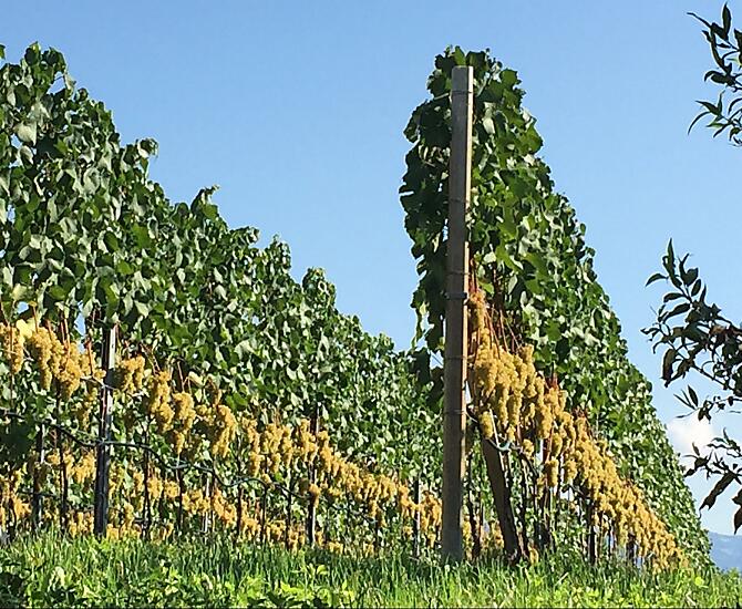 kurz vor der Weinlese im September