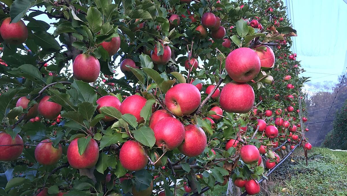 frische Äpfel ab Mitte August