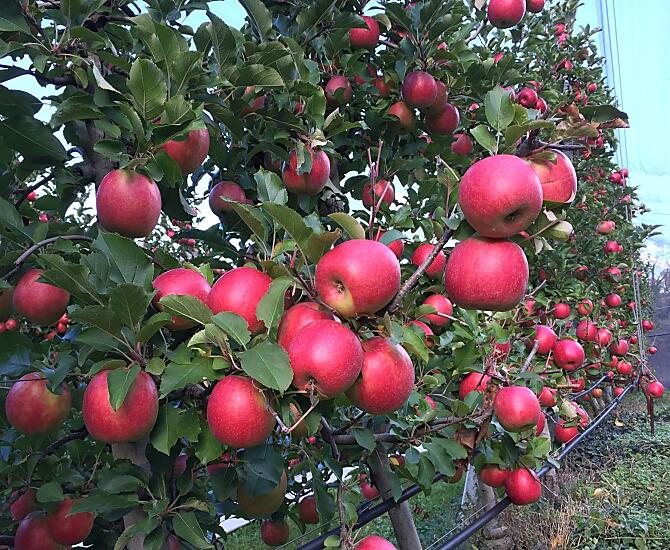 frische Äpfel ab Mitte August