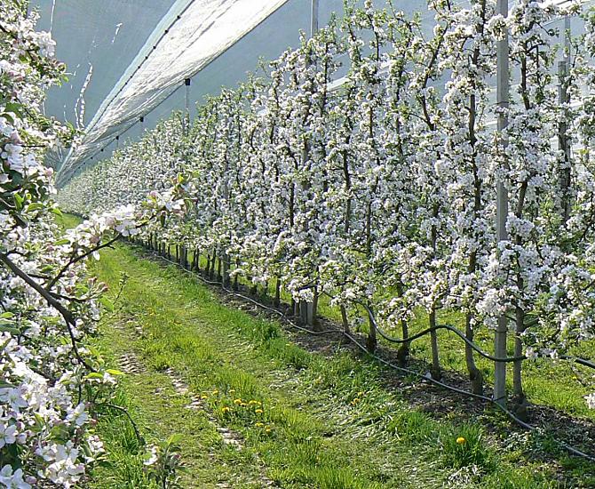 Apfelblüte