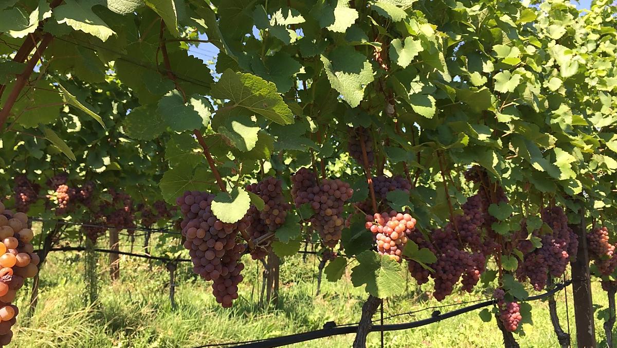 Hrozny odrudy Gewürztraminer nad jezerem Kaltern