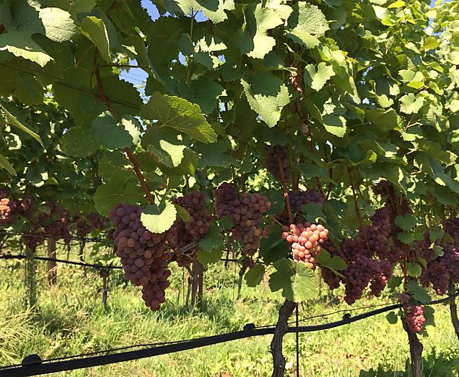 Hrozny odrudy Gewürztraminer nad jezerem Kaltern