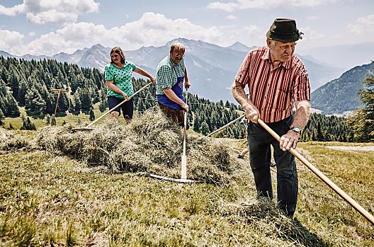 Senosec na našich horských loukách ve výšce 2000 m n. m.