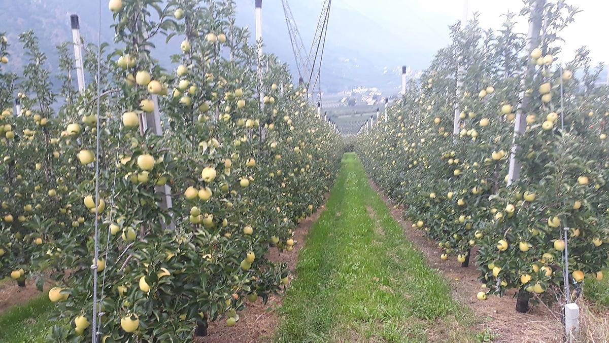 Krátce pred sklizní odrudy Golden Delicious