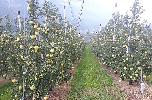 Krátce pred sklizní odrudy Golden Delicious
