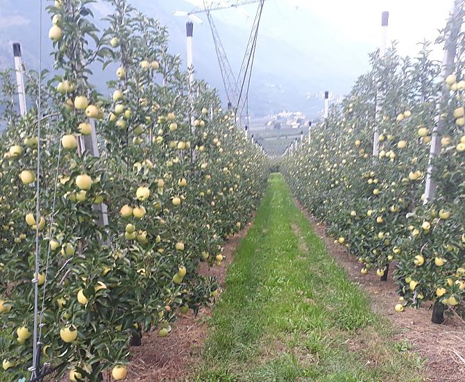 Krátce pred sklizní odrudy Golden Delicious