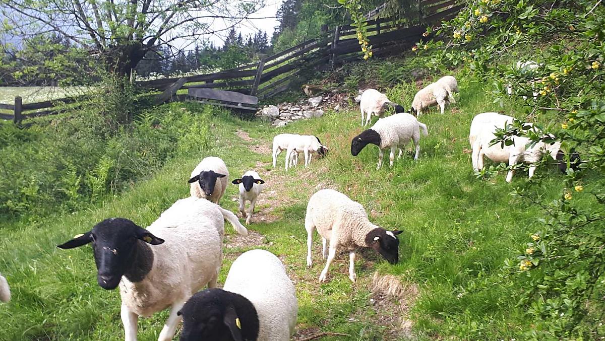 Naše ovce plemene Dorper