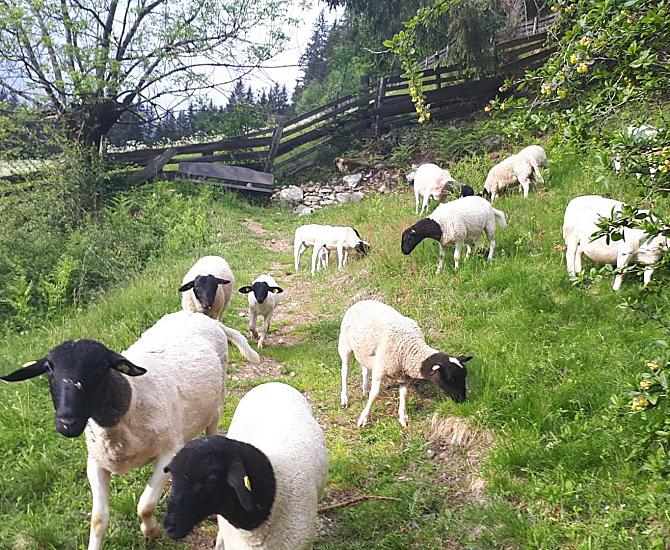 Naše ovce plemene Dorper