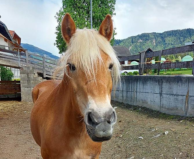 Krebslechnerhof - Fotogalerie Photo