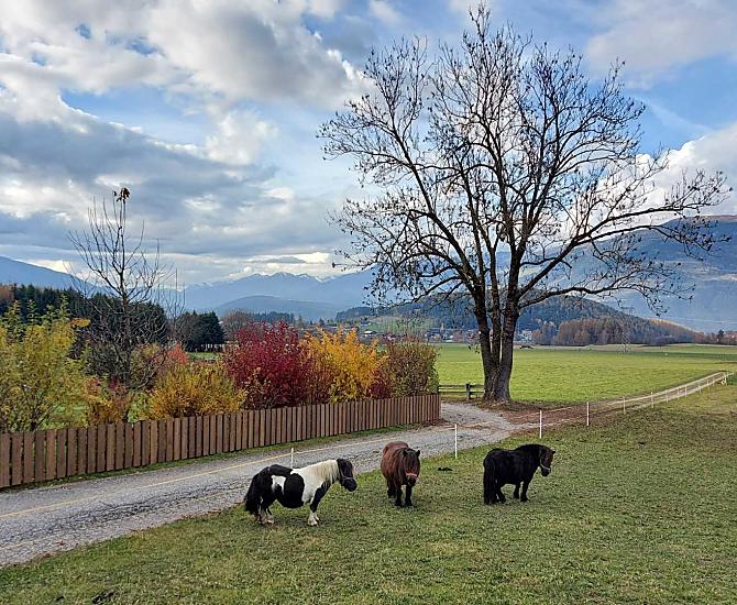 Krebslechnerhof - Fotogalerie Photo