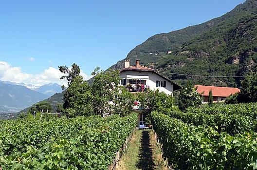 Pohled na jih, v popredí vinice s révou Sauvignon, v pozadí vinice Vorberg