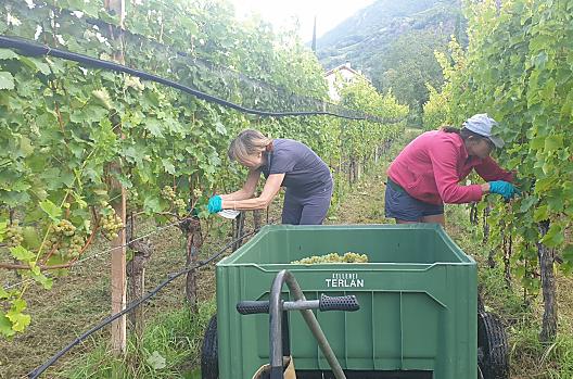 Sklizen Sauvignonu. Vlevo selka Christine, vpravo dcera Petra