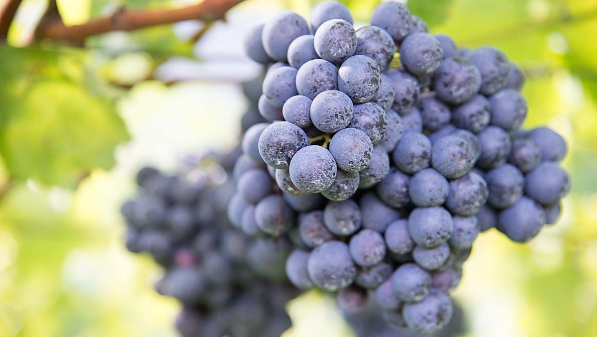 Kurz vor der Ernte: Vernatsch-Trauben für unseren Hauswein