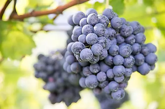 Kurz vor der Ernte: Vernatsch-Trauben für unseren Hauswein